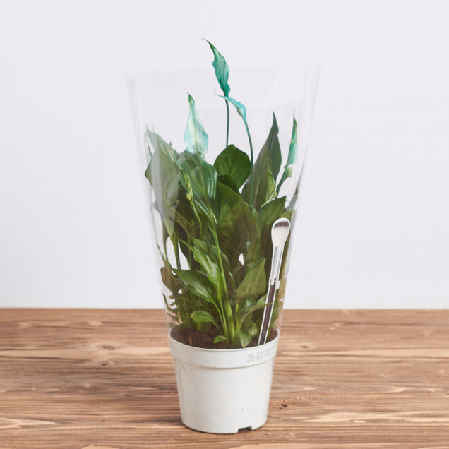 Спатифиллум "Голубой"