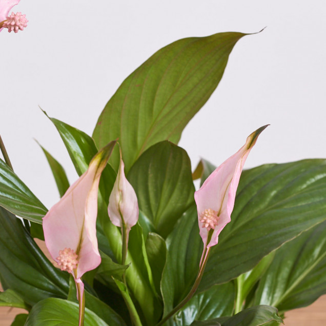 Спатифиллум "Розовый"