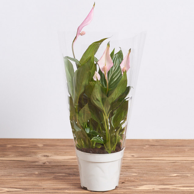 Спатифиллум "Розовый"