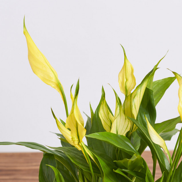 Спатифиллум "Желтый"