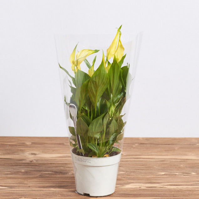 Спатифиллум "Желтый"