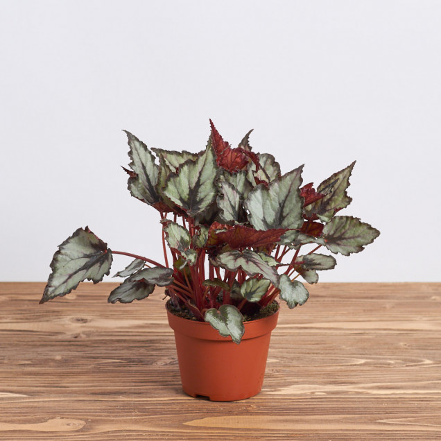 Бегония листовая "Халилуя"