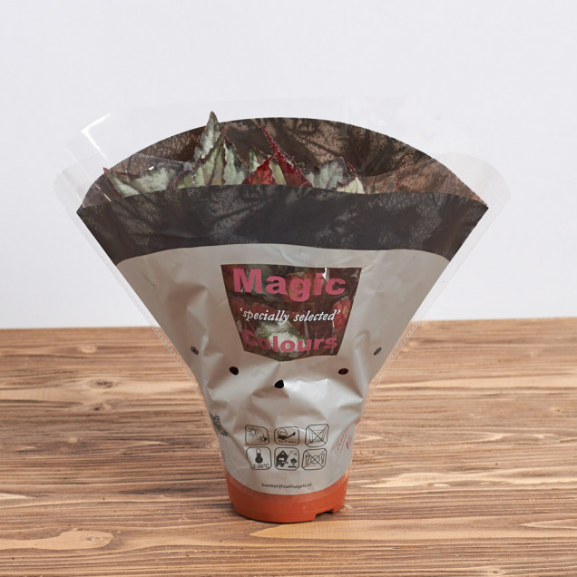 Бегония листовая "Халилуя"