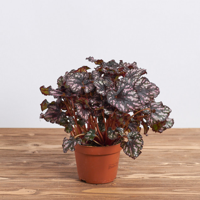 Бегония листовая "Каракас"