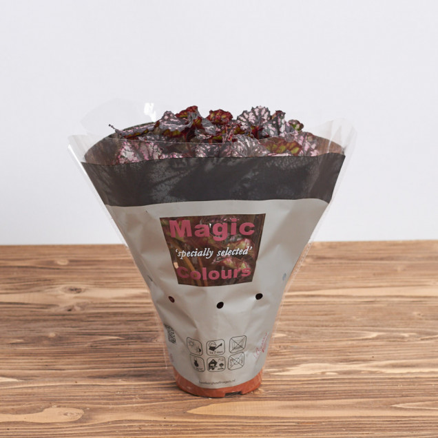 Бегония листовая "Каракас"