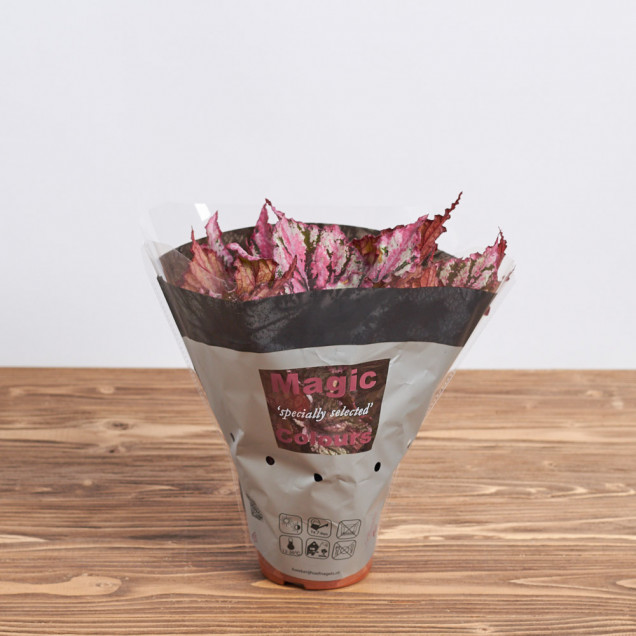 Бегония листовая "Шарлотта шифон"