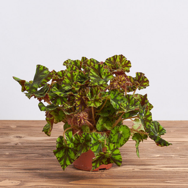 Бегония листовая "Тайгер"