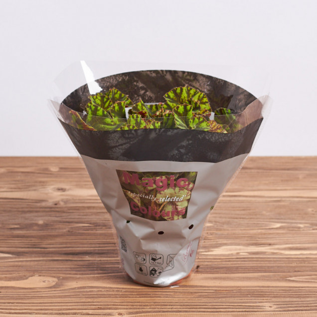 Бегония листовая "Тайгер"