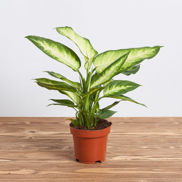 Диффенбахия "Камилла"