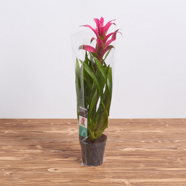 Гузмания "Розовая"