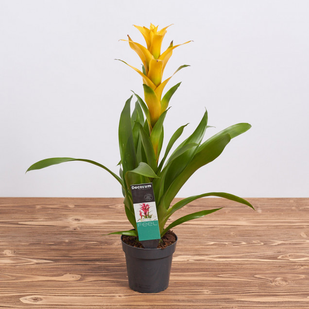 Гузмания "Желтая"