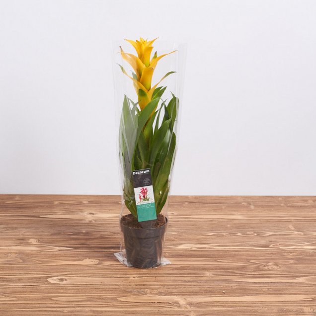 Гузмания "Желтая"