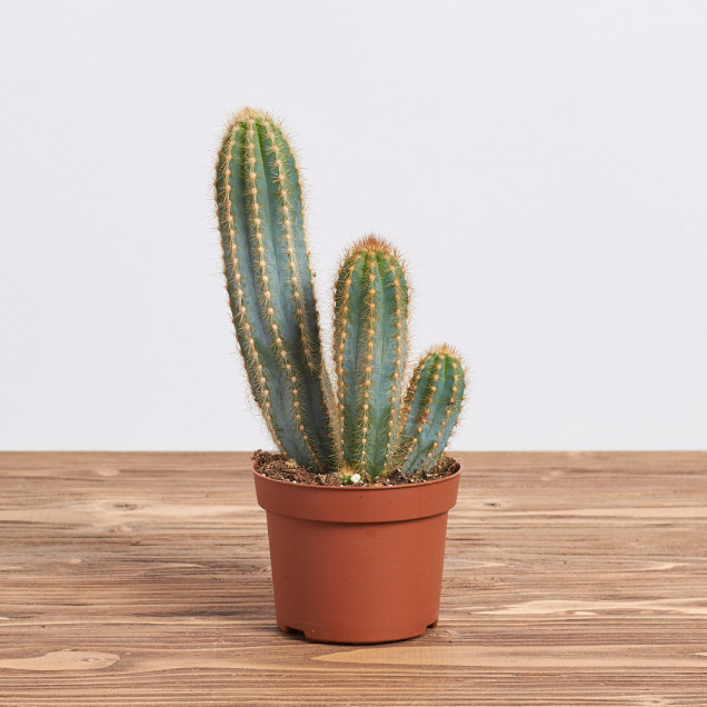 Кактус "Цереус"