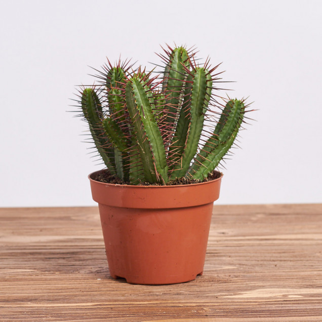 Кактус "Цереус темный"