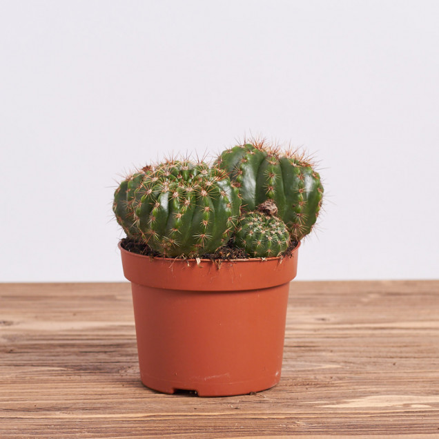 Кактус "Эхинопсис"