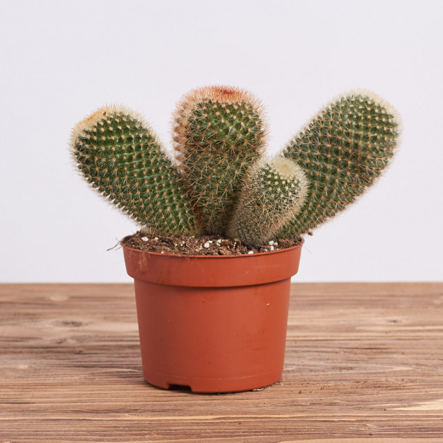 Кактус "Гюнтера"