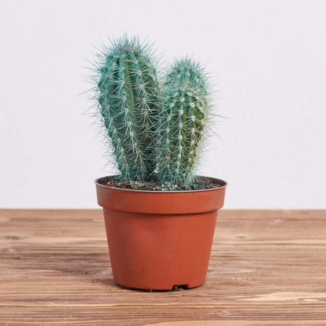 Кактус "Рейнбоу голубой"