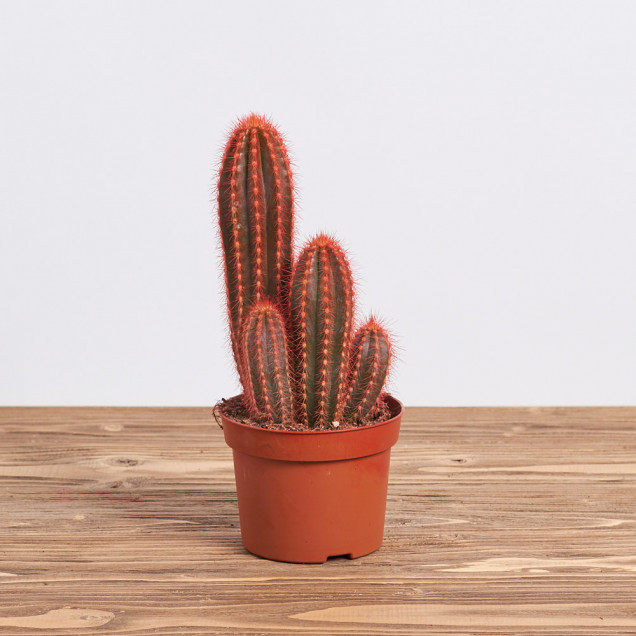 Кактус "Рейнбоу красный"