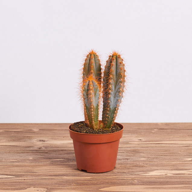 Кактус "Рейнбоу оранжевый"
