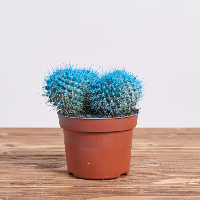 Кактус "Рейнбоу синий"