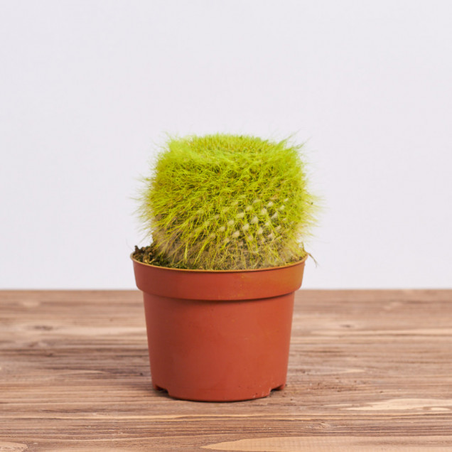 Кактус "Рейнбоу желтый"