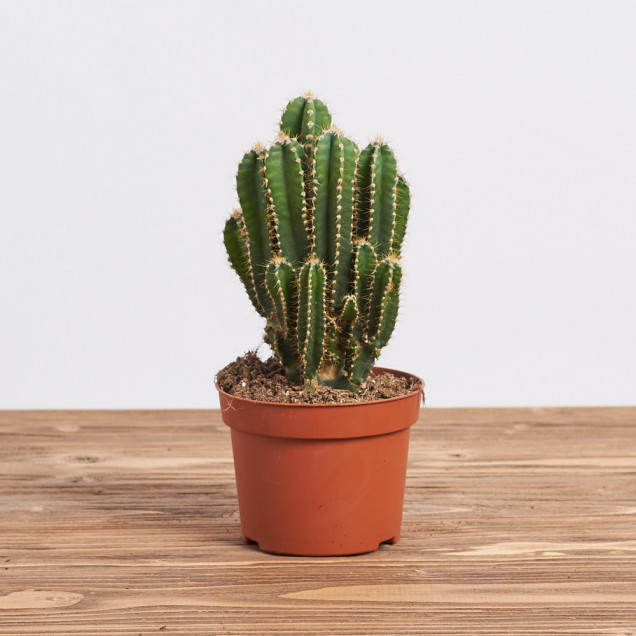 Кактус "Владиус"