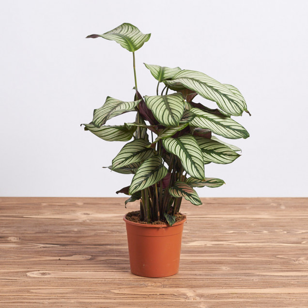 Калатея "Маджестика вайт"