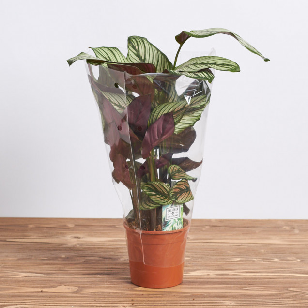 Калатея "Маджестика вайт"