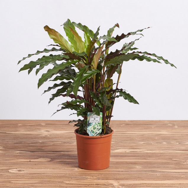Калатея "Руфибарба"