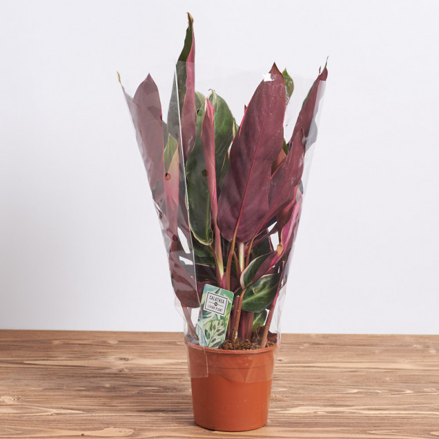 Калатея "Строманта"