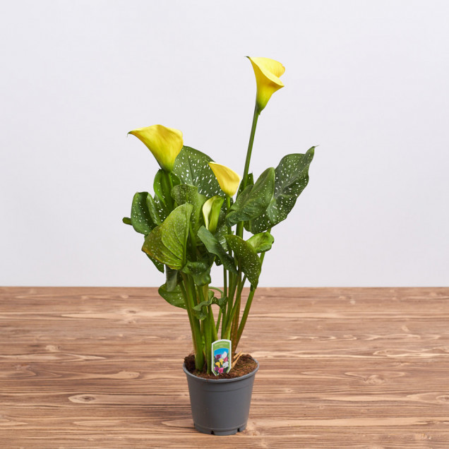 Калла в горшке "Желтая"