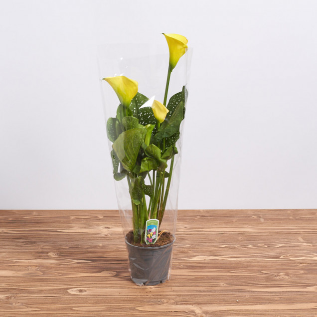 Калла в горшке "Желтая"