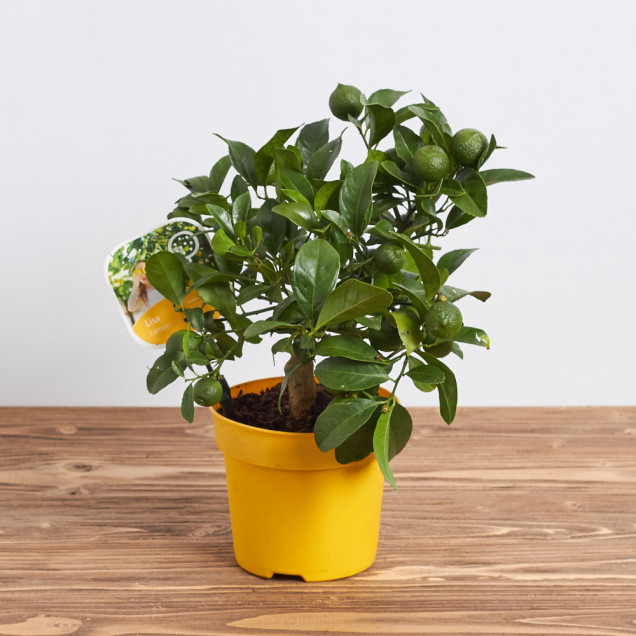 Комнатный лимон "Мейера"