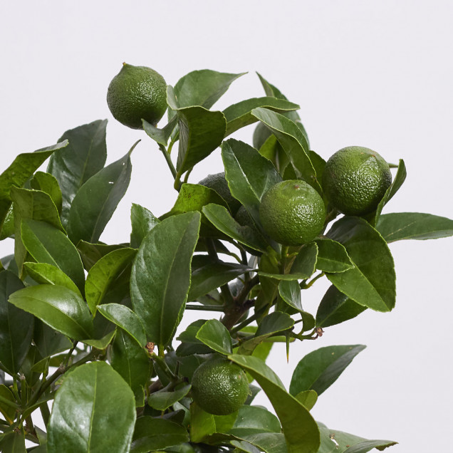 Комнатный лимон "Мейера"