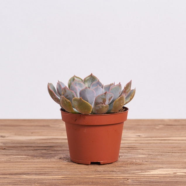 Суккулент "Єхеверия лила чина"