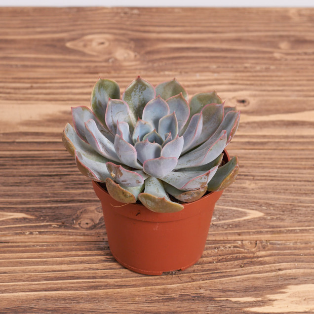 Суккулент "Єхеверия лила чина"