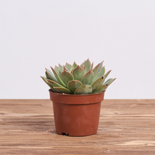 Суккулент "Єхеверия менса"