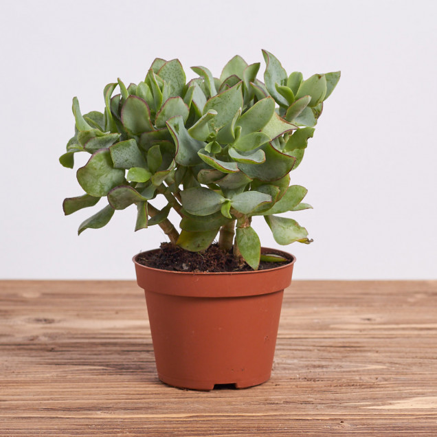 Суккулент "Крассула"