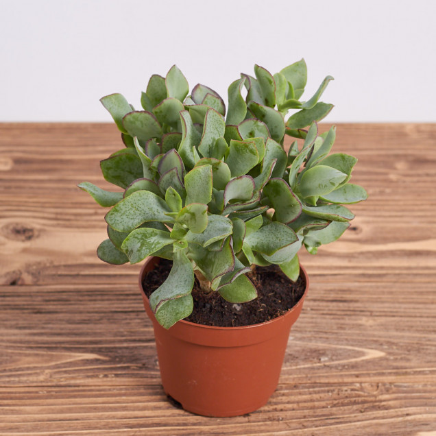 Суккулент "Крассула"