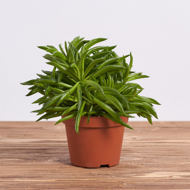 Суккулент "Крассула хоббит"