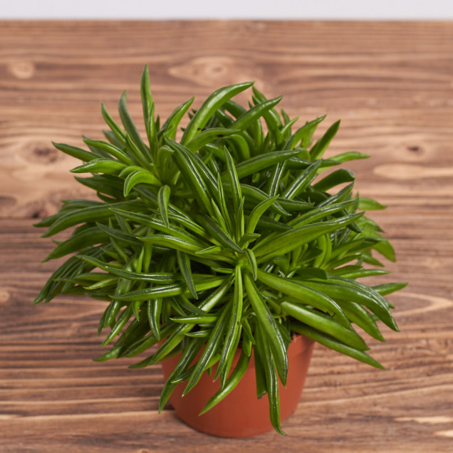 Суккулент "Крассула хоббит"