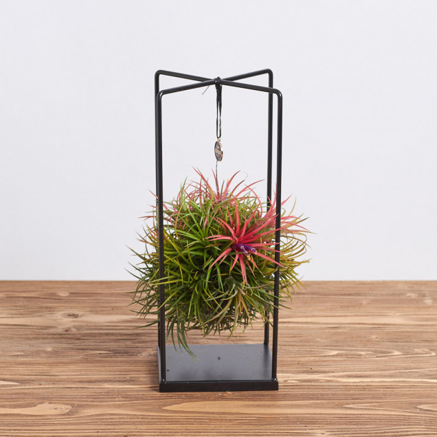 Тилландсия "Меджик бол"