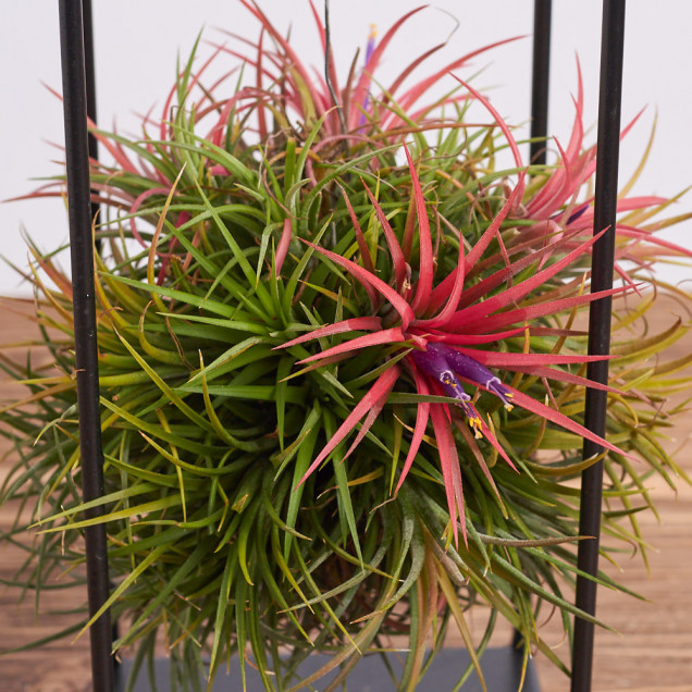 Тилландсия "Меджик бол"