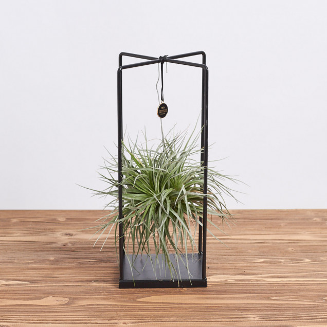 Тилландсия "Сильвер"