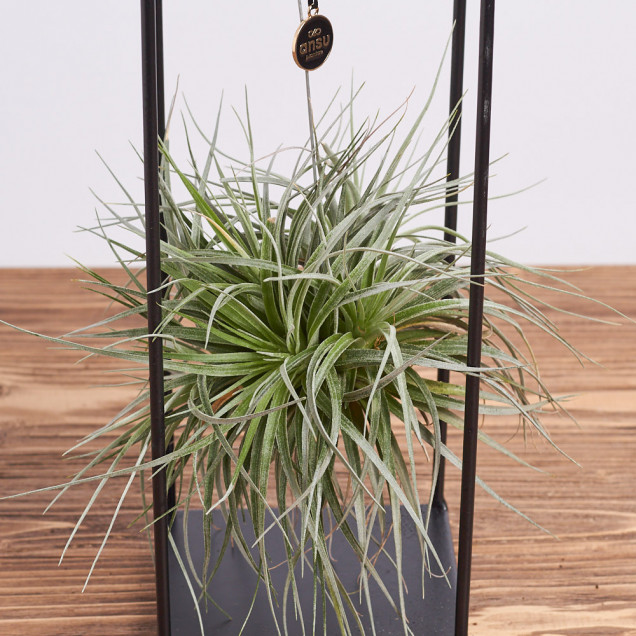 Тилландсия "Сильвер"