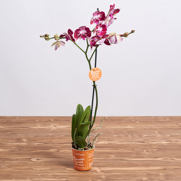 Фаленопсис "Бланка" 1 ст.