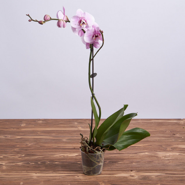 Фаленопсис "Бриллиант" 1 ст.