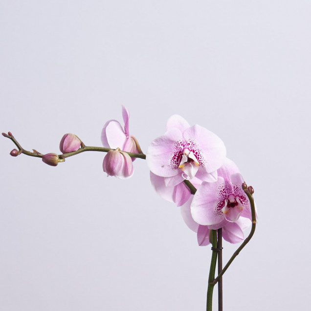 Фаленопсис "Бриллиант" 1 ст.