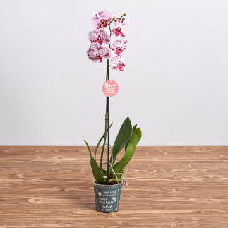 Как ухаживать за орхидеей в горшке: условия для долгого цветения