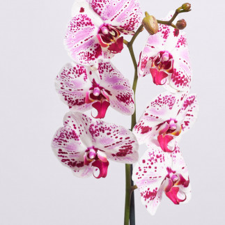 Почему орхидея сбрасывает цветки и бутоны?